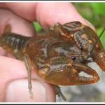 TWRA-crayfish