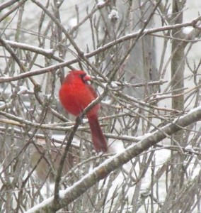 Cardinal-in-snow