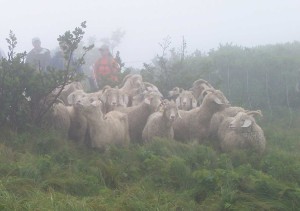 Goats in the Mist