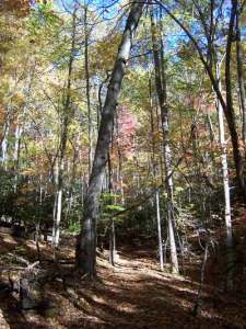 Roan Mountain State Park hiking trails