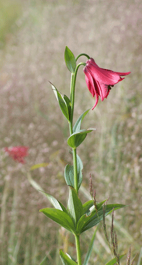 Gray's Lily